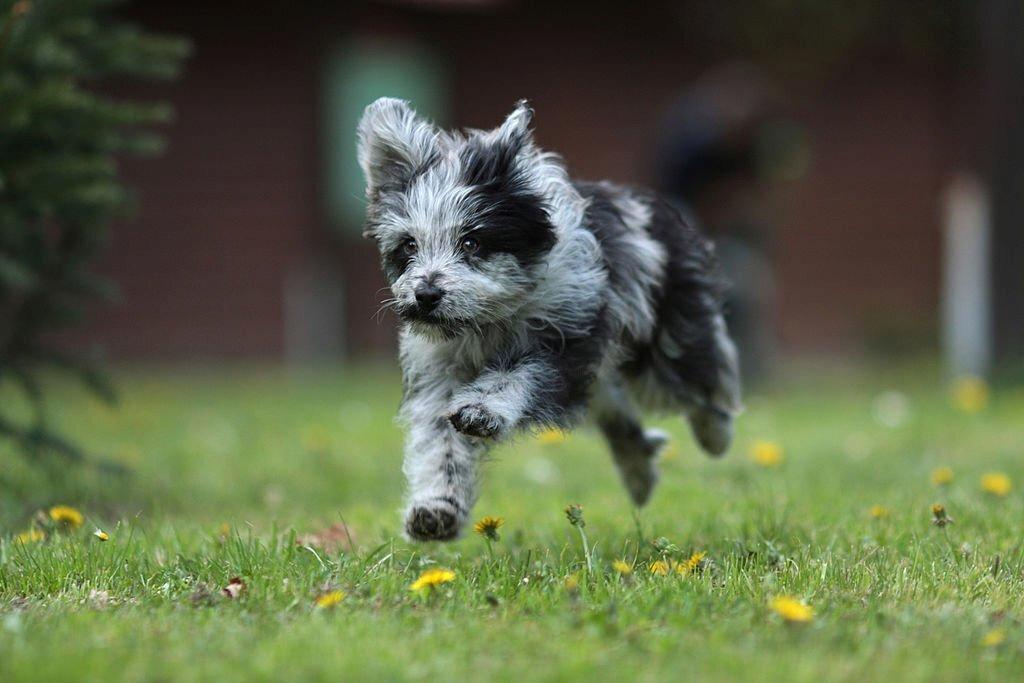 Harga Anjing Pyrenean Shepherd