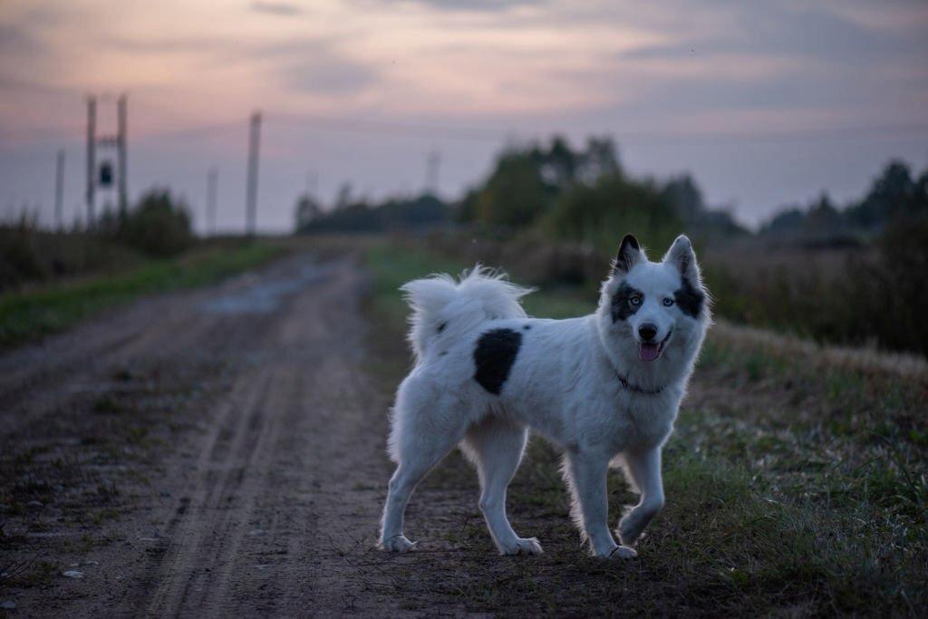 Harga Anjing Yakutian Laika