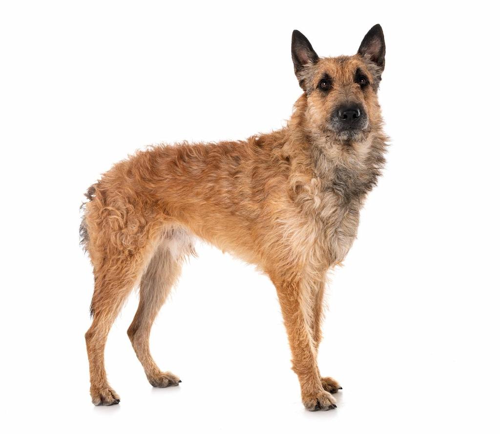 Informasi Ras Anjing Belgian Laekenois