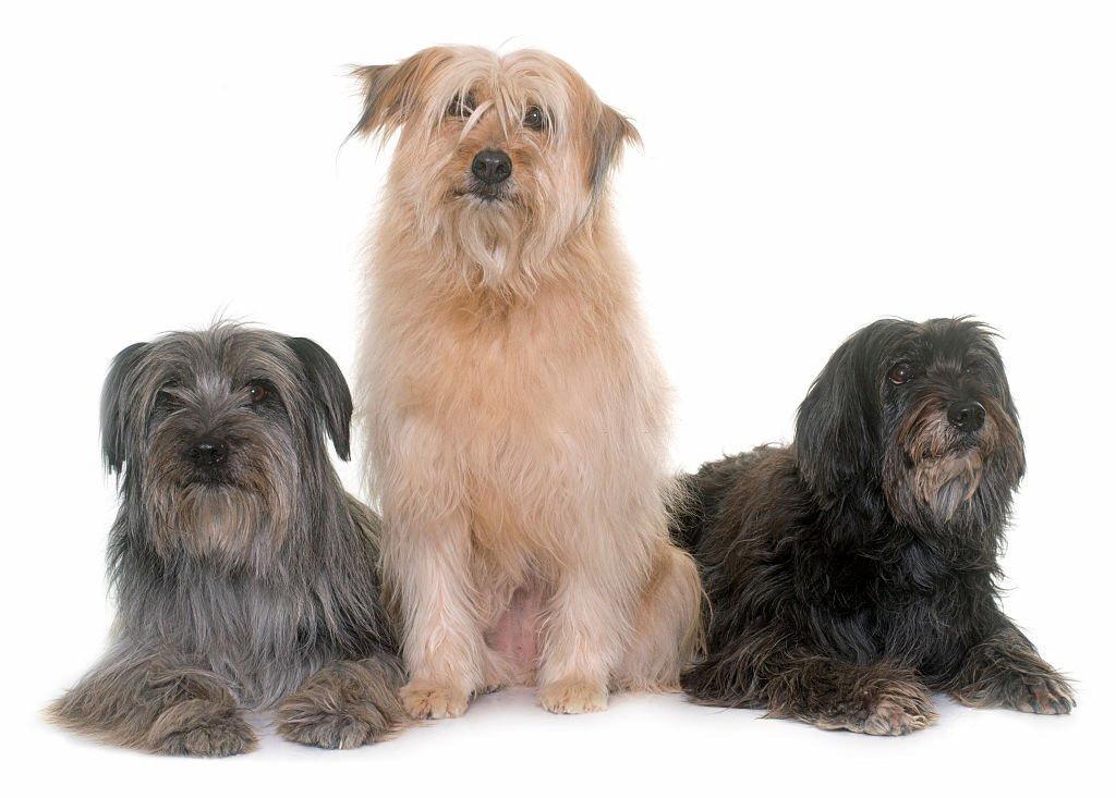 Informasi Ras Anjing Pyrenean Shepherd