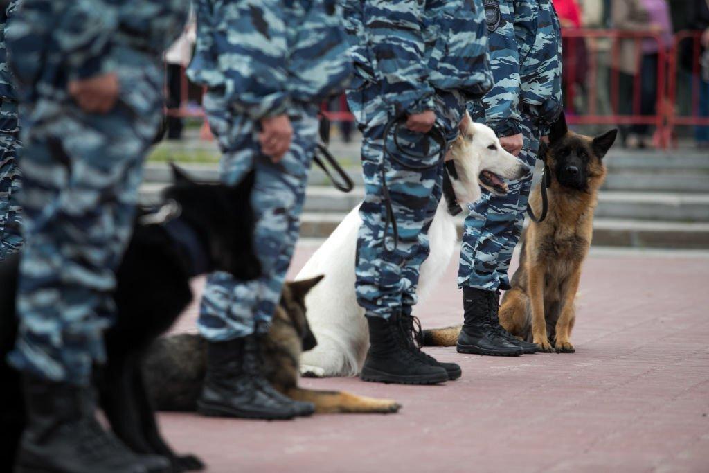 Kelompok Anjing Militer