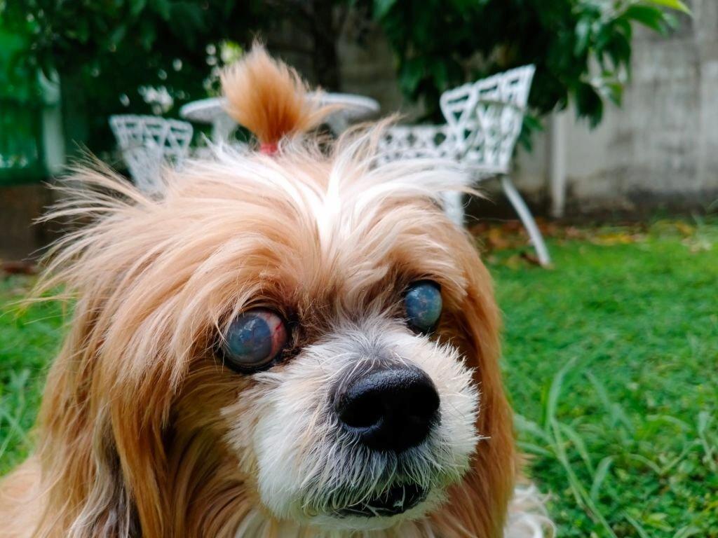 Mencegah Katarak pada Anjing