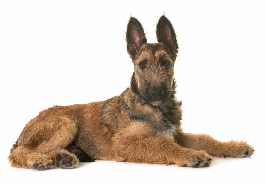 Merawat Anjing Belgian Laekenois