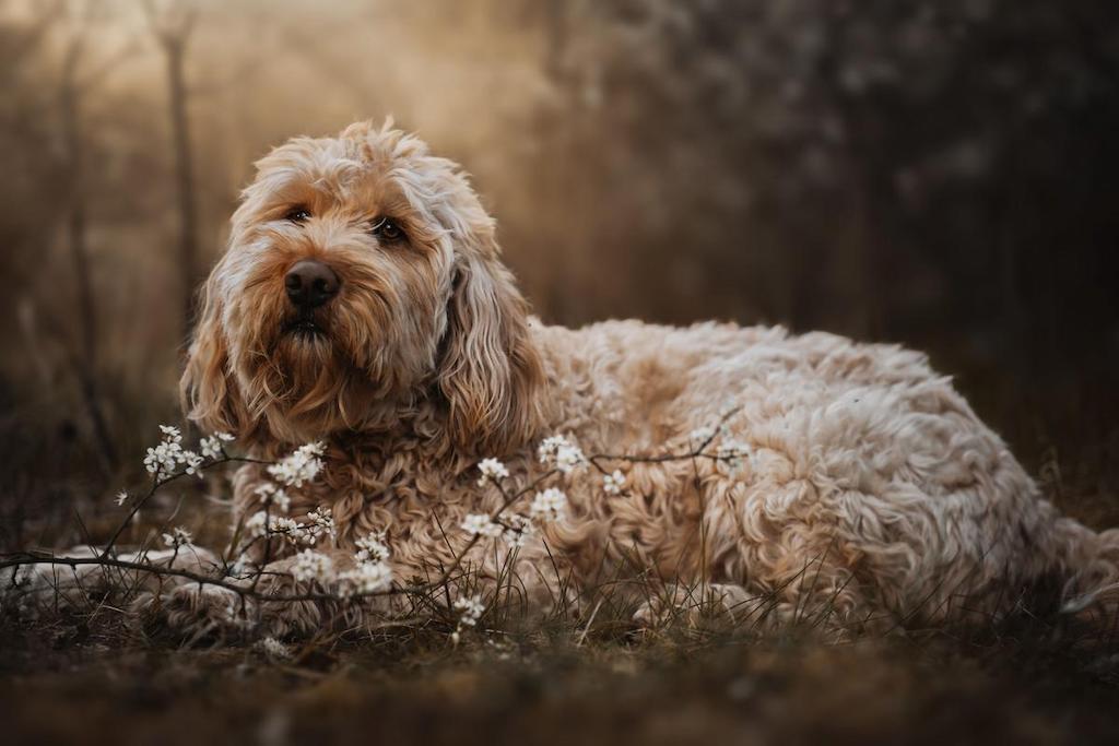 Merawat Anjing Otterhound