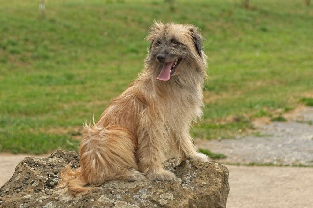 Merawat Anjing Pyrenean Shepherd