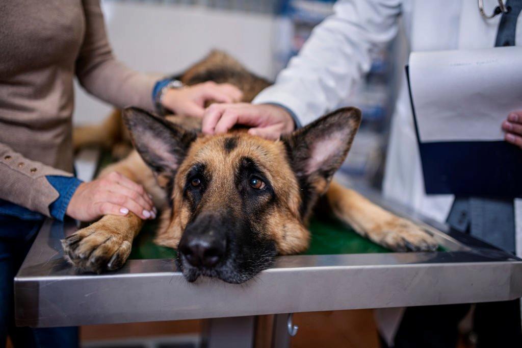 Penanganan Awal pada Anjing Berak Darah
