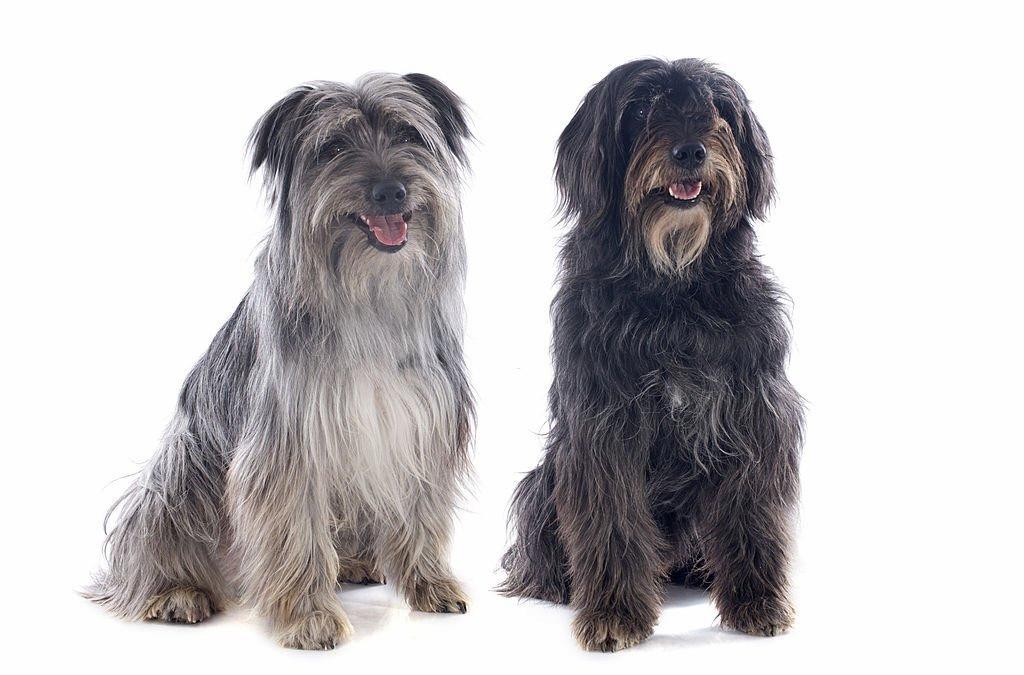 Anjing Pyrenean Shepherd