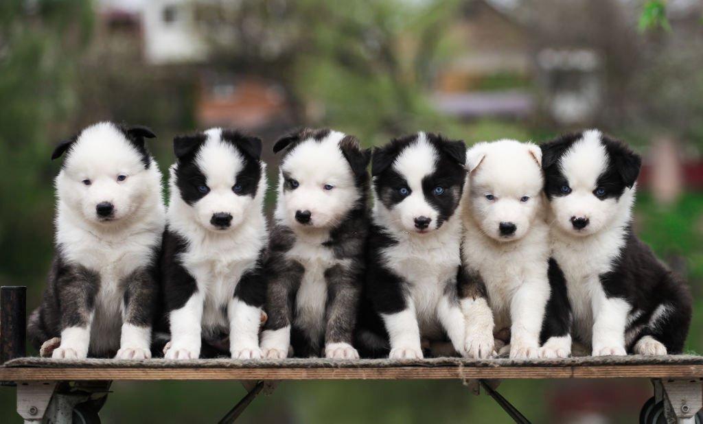 Sifat Anjing Yakutian Laika