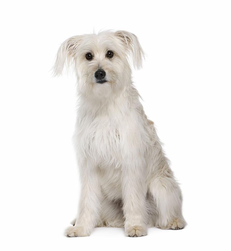 Anjing Pyrenean Shepherd