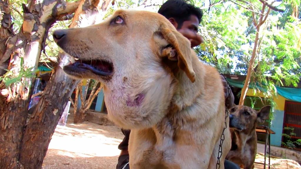 Abses pada Anjing