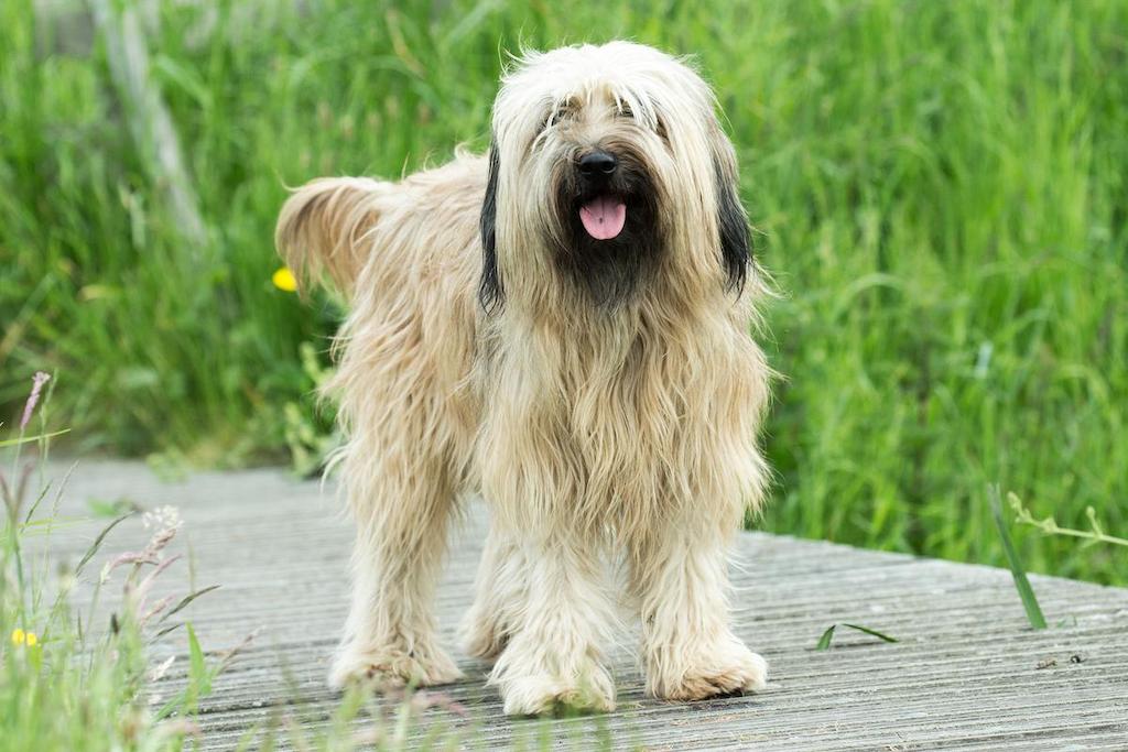 Anjing Langka Catalan Sheepdog