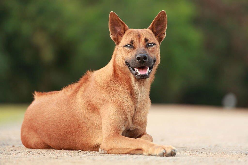 Anjing Langka Thai Ridgeback
