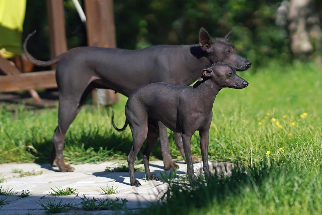 Anjing Langka Xoloitzcuintli