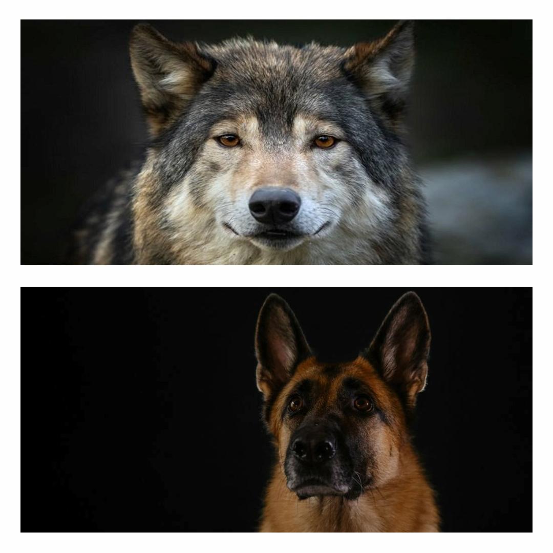 Apa Perbedaan Anjing dan Serigala
