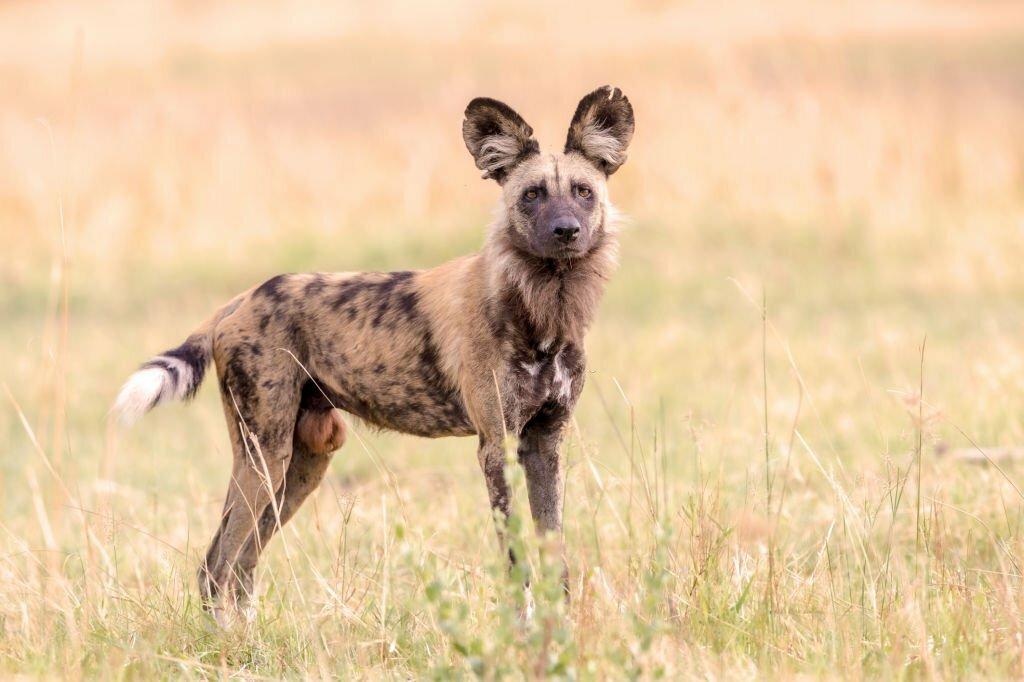 Ciri Fisik Anjing Liar Afrika