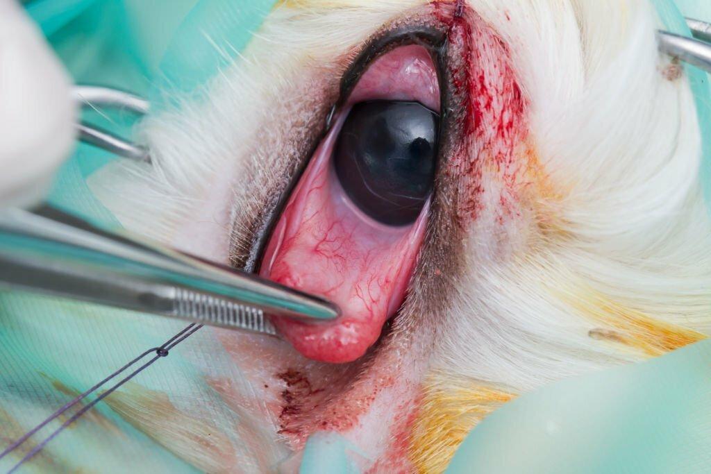 Dokter melakukan operasi cherry eye pada Anjing