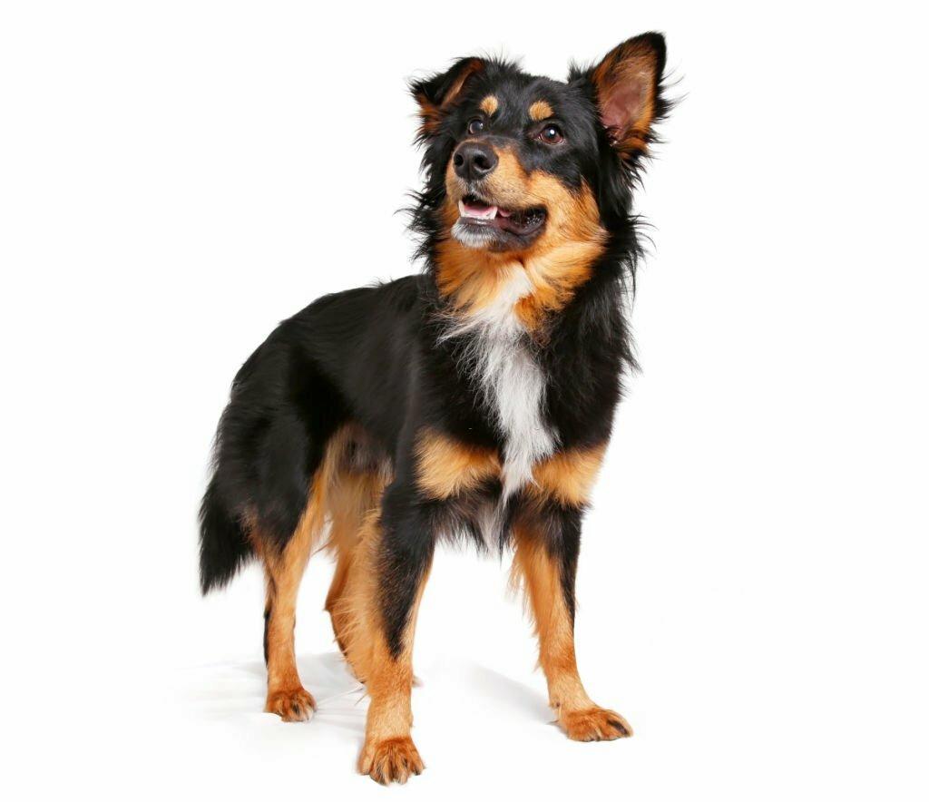 Perbedaan Anjing dan Serigala