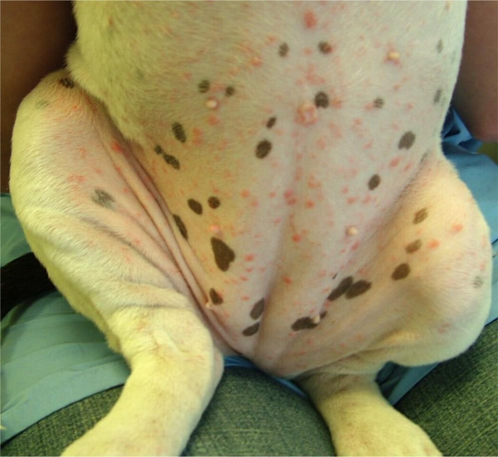 Gejala Impetigo pada Anjing
