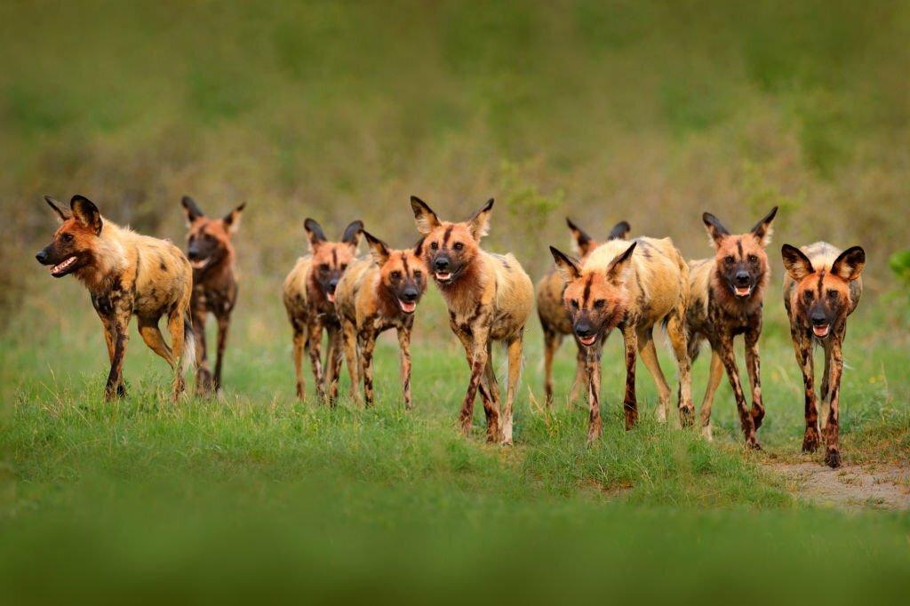 Habitat Anjing Liar Afrika