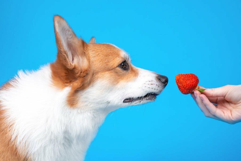 Buah yang Tidak Boleh Dimakan Anjing 1 Buah yang Tidak Boleh Dimakan Anjing