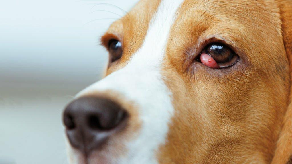 Mencegah Cherry Eye pada Anjing