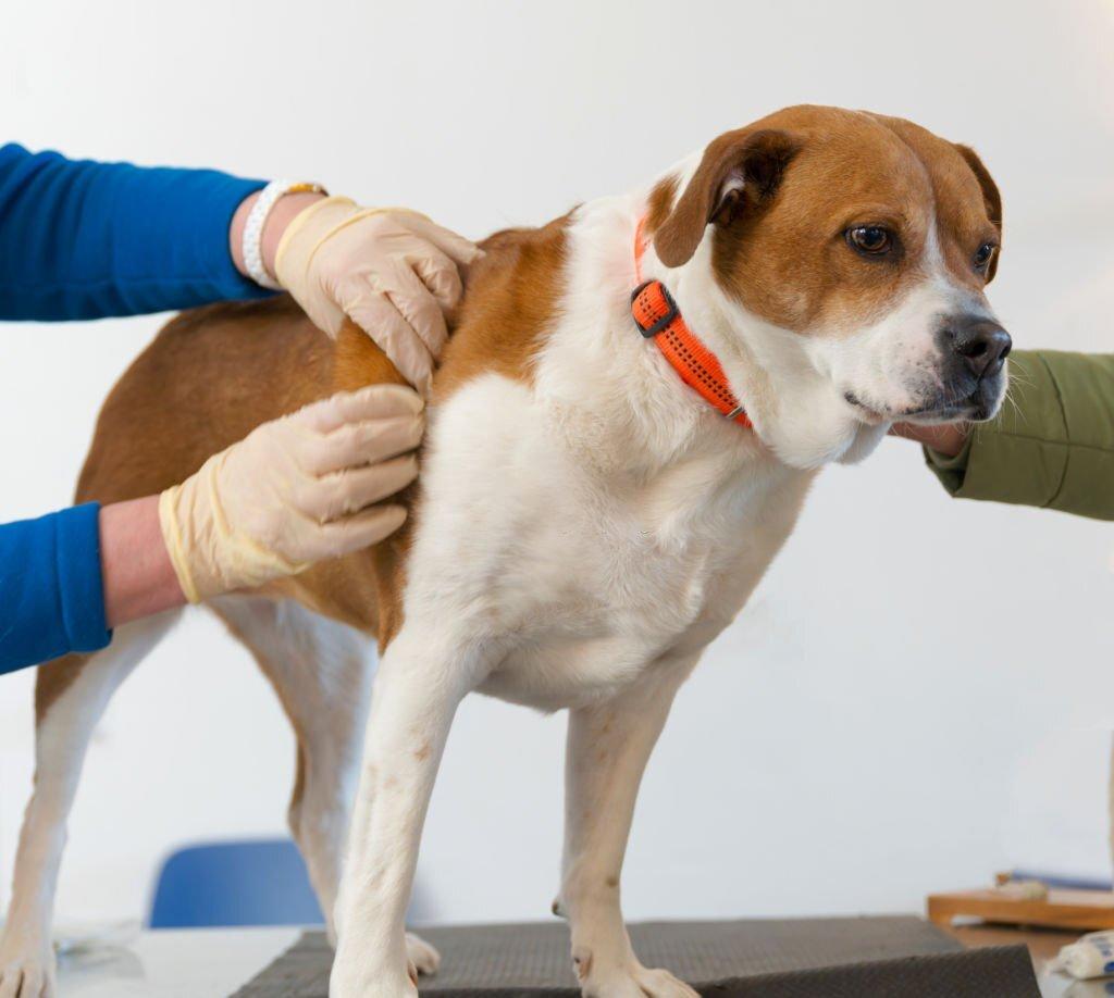 Mencegah Impetigo pada Anjing