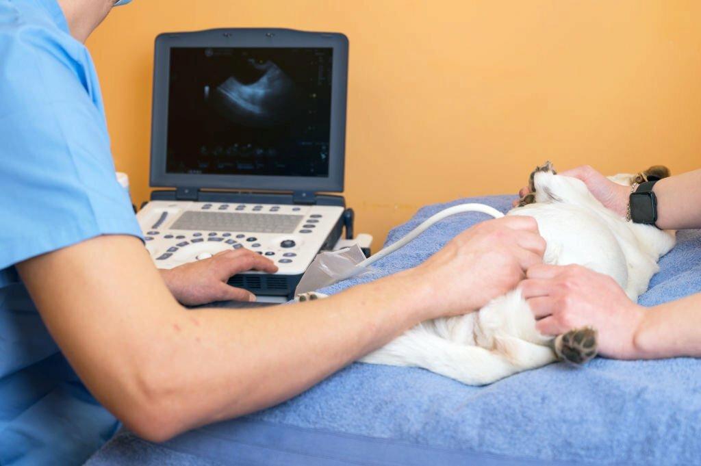Pyometra pada Anjing