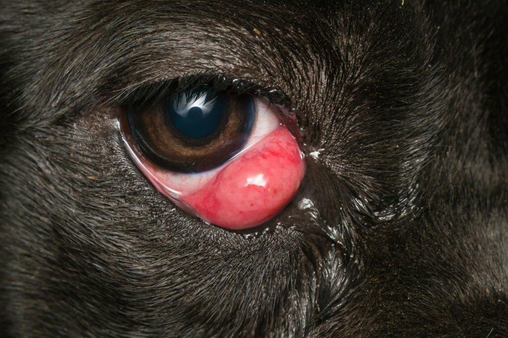 Cherry Eye pada Anjing 1 Cherry Eye pada Anjing