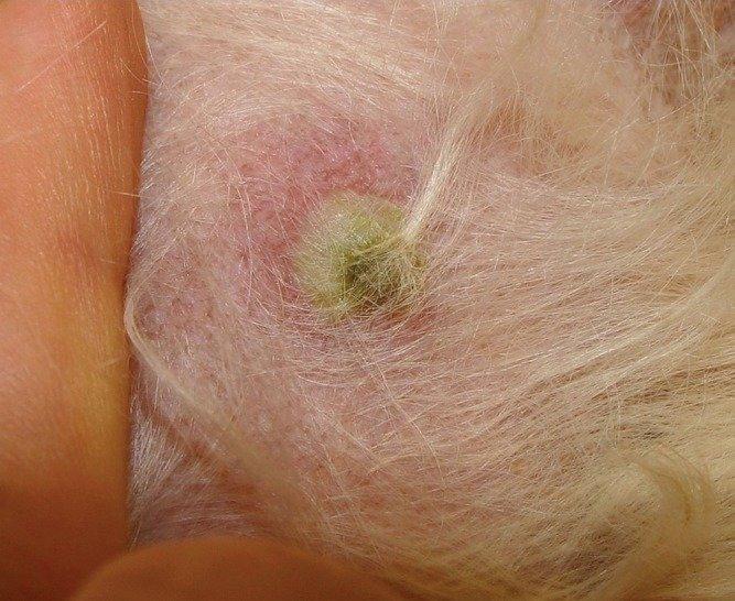 Impetigo pada Anjing