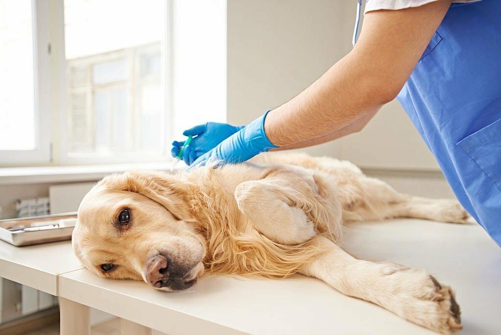 Pyometra pada Anjing 1 Pyometra pada Anjing