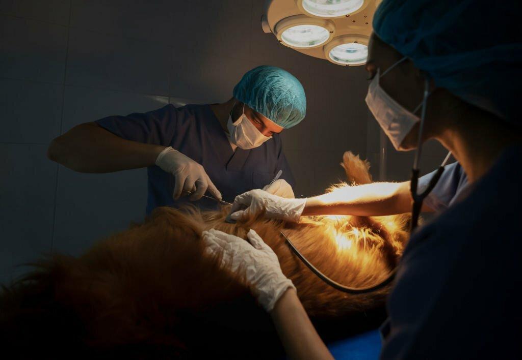 Pyometra pada Anjing
