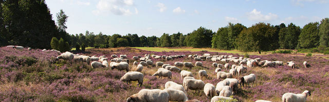 Schapen gelpenberg golfbaan drenthe