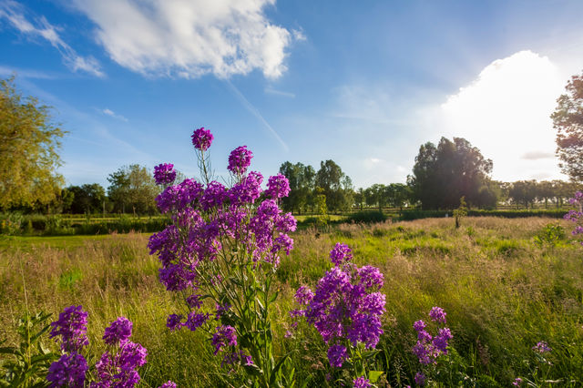 Flora fauna golfbaan weesp anwb