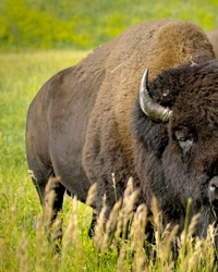 Top 5 Tourist Attractions in Custer, South Dakota