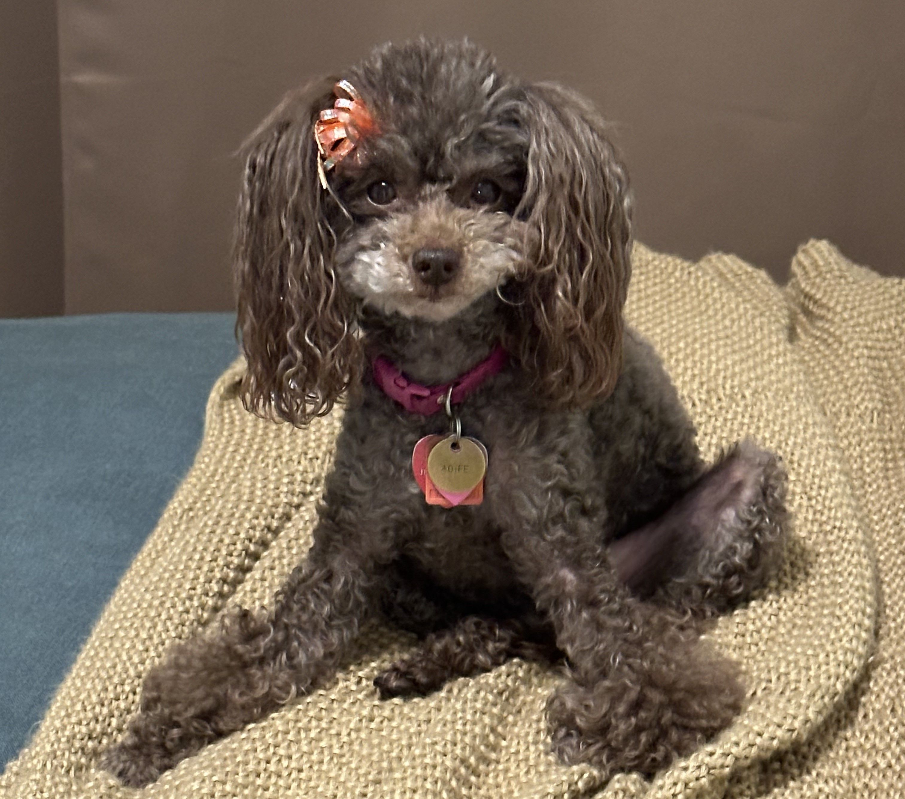 Aoife the Intrepid: How One Fluffy Dog Took on a Thunderstorm, Outsmarted a Squirrel, and Convinced Everyone She's Basically Human