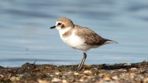 Θαλασσοσφυριχτής (Charadrius alexandrinus )