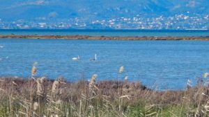 Ζευγάρι κύκνων στον υγροβιότοπο Ωρωπού