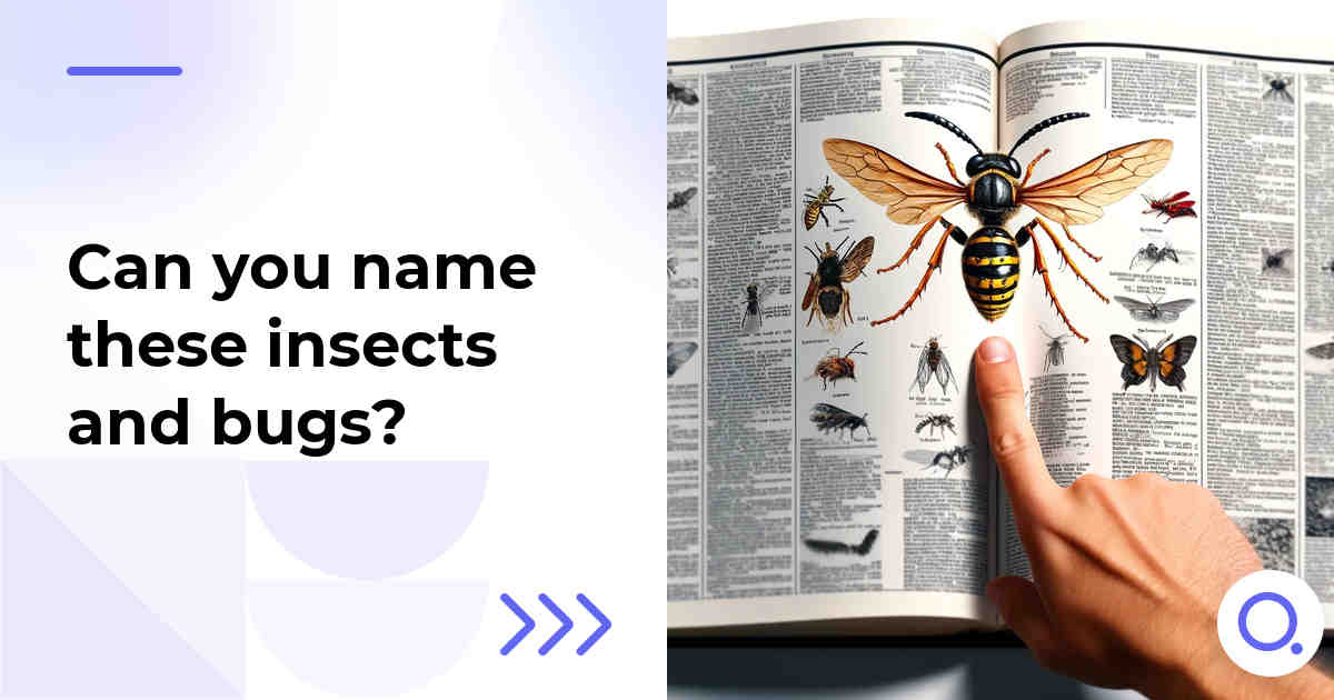 Can you name these insects and bugs?