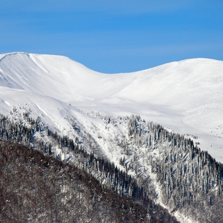 Виживання в снігах