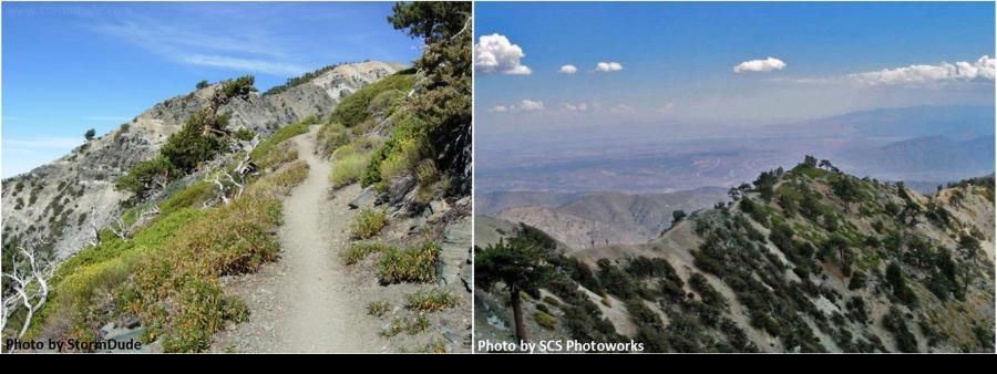 Mount Baldy Run to the Top