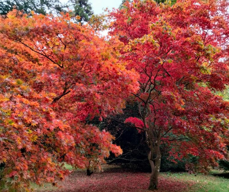 Westonbirt Arboretum 2025 (Half Marathon, 10km, 5km & 1 Mile)