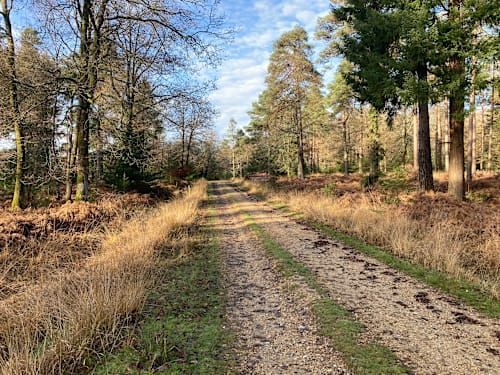 New Forest 'Central' Hiking Event