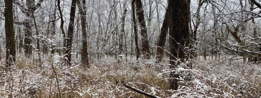 Bleak Midwinter Endurance Run
