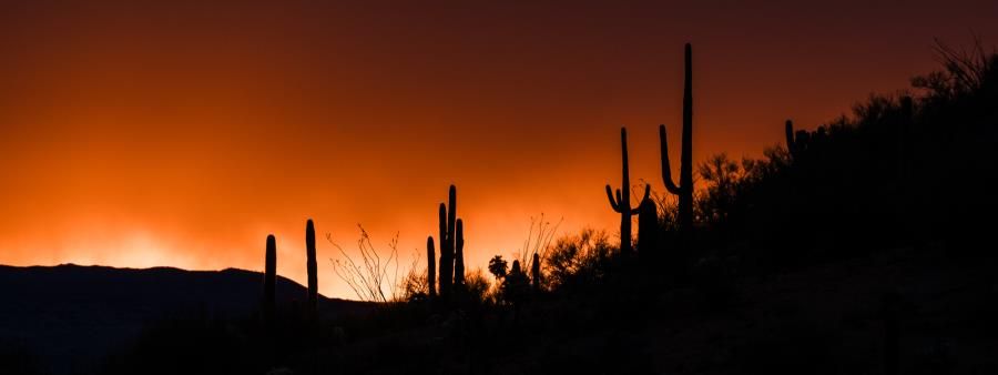 Arizona Monster 300