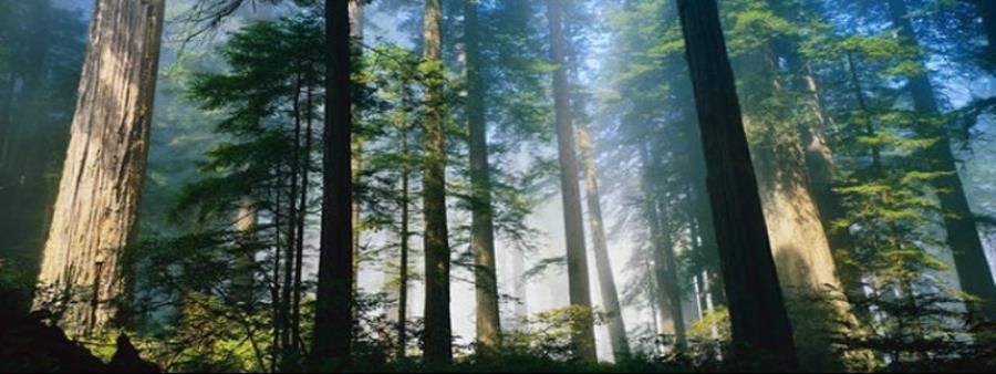 Santa Cruz Trail Run