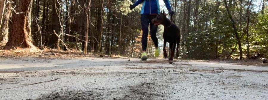 Paws on Pemberton