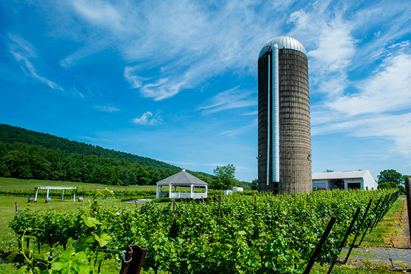 Virginia Wine Country Half Marathon 2025