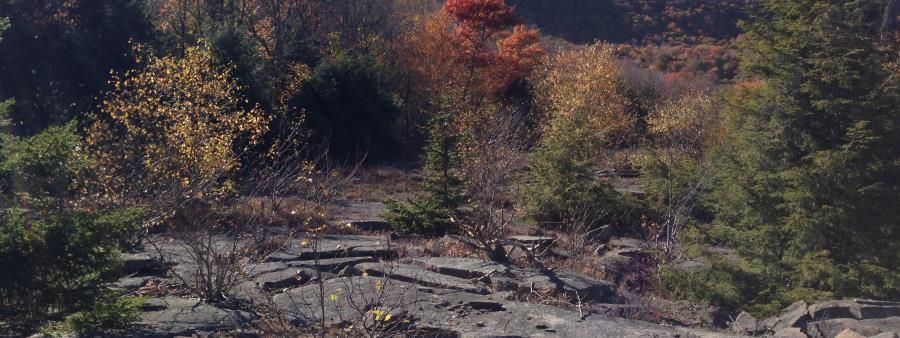 Cat's Tail Trail Marathon
