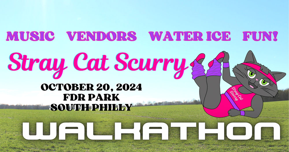 Stray Cat Scurry