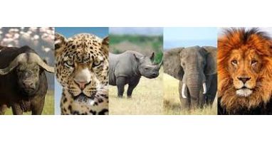 Big 5 Run
